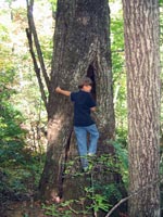 Blue Hole falls trail
