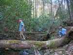 log crossing creek