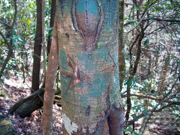 Joel Creek Waterfall