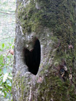 Heart tree