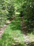 Wagon Train trail